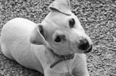 What do Curiosity and Humility Have to do with Success?