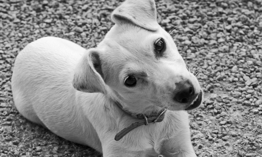 What do Curiosity and Humility Have to do with Success?