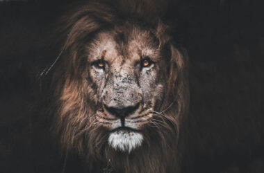 Devil is a roaring lion