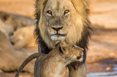 "Walk in God's ways." That is David's charge to Solomon.