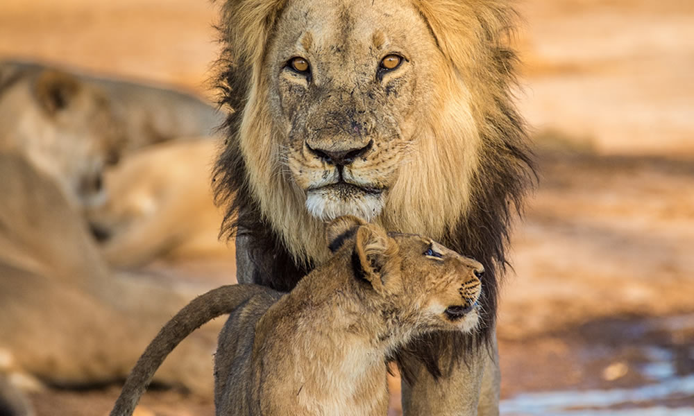 "Walk in God's ways." That is David's charge to Solomon.